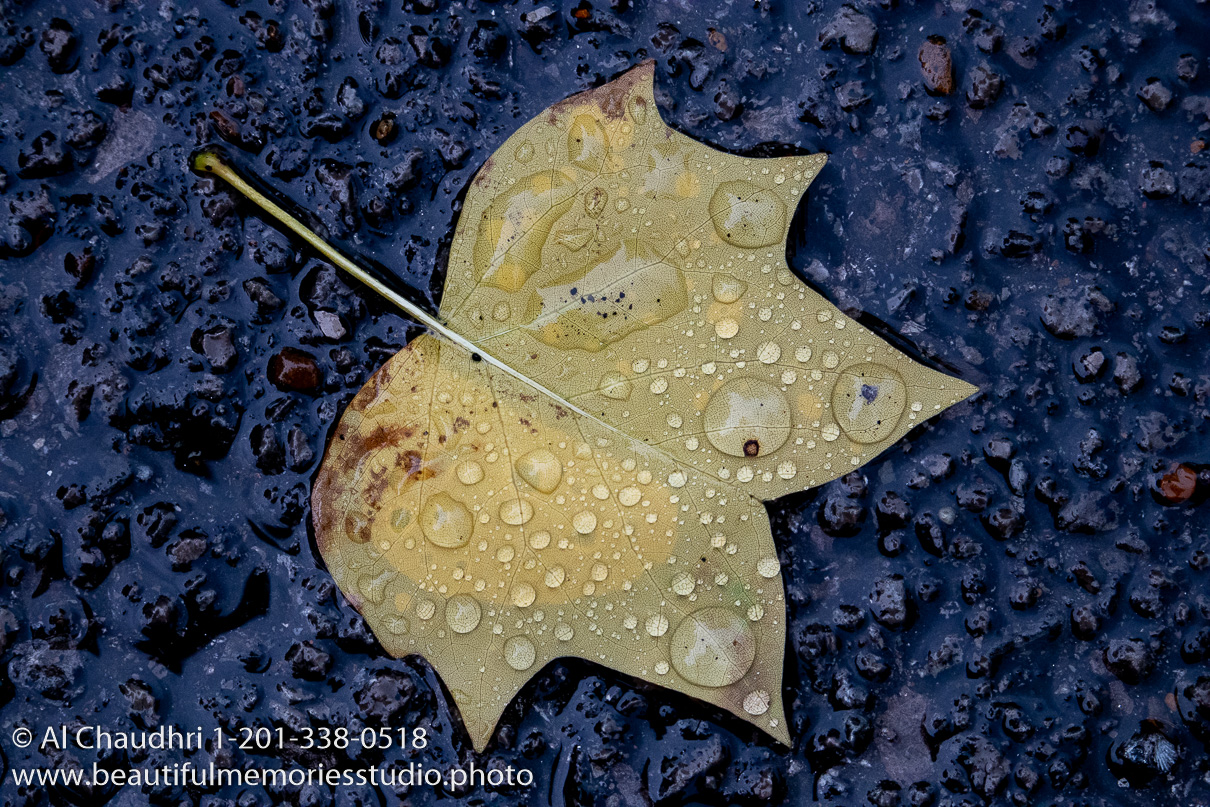 TF30A132-AlChaudhri-IMG_4545